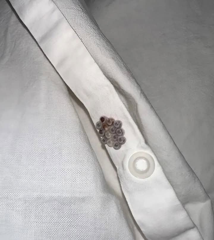 J’ai trouvé ces petites billes dans mon lit et j’ai failli avoir une crise cardiaque : je vais vous dire ce que c’était.