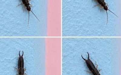 Attention ! Si vous voyez ce minuscule insecte dans votre cuisine, vérifiez immédiatement votre garde-manger.