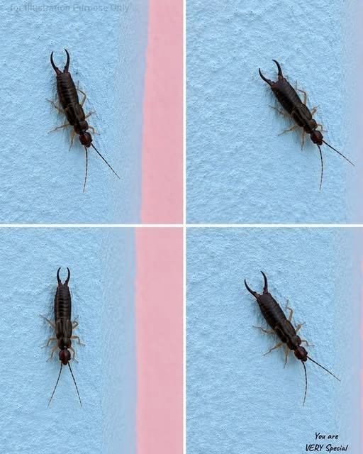 Attention ! Si vous voyez ce minuscule insecte dans votre cuisine, vérifiez immédiatement votre garde-manger.