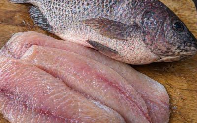 Les scientifiques révèlent que manger du tilapia peut provoquer… Voir plus