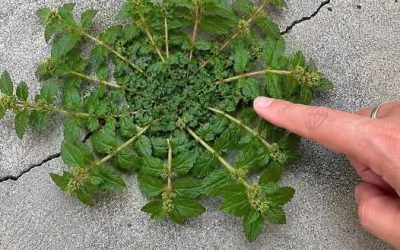 Rien qu’une seule feuille de cette plante vaut une véritable mine d’or ! 🤔🤯… Voir plus