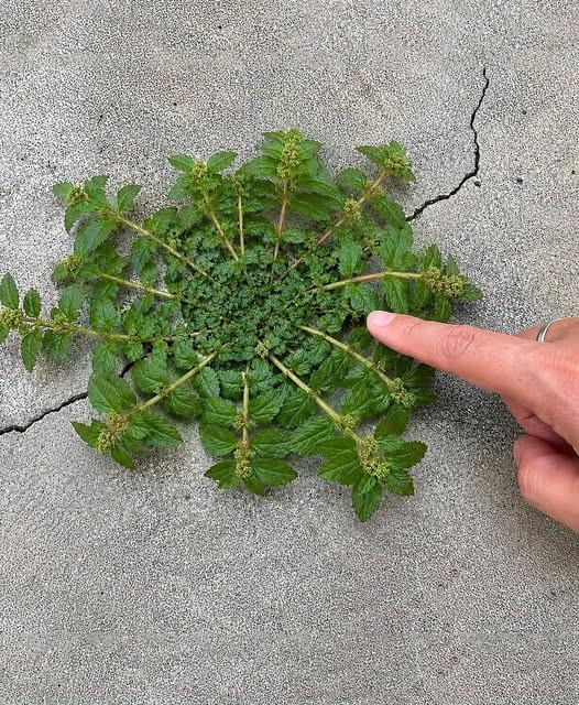 Rien qu’une seule feuille de cette plante vaut une véritable mine d’or ! 🤔🤯… Voir plus