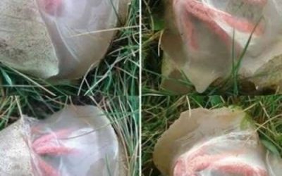 L’étrange découverte dans mon jardin qui m’a appris une leçon inattendue