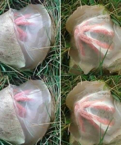 L’étrange découverte dans mon jardin qui m’a appris une leçon inattendue