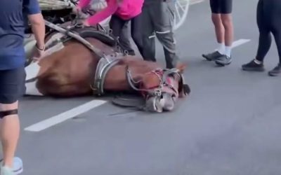 Un cheval à terre semblait blessé mais en s’approchant, il découvre que l’animal cachait quelque chose sous sa patte