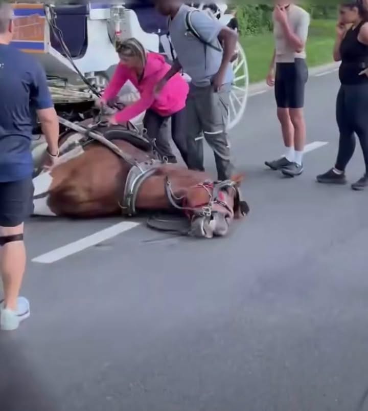 Un cheval à terre semblait blessé mais en s’approchant, il découvre que l’animal cachait quelque chose sous sa patte