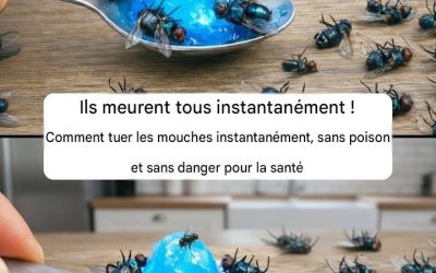8 astuces naturelles pour se débarrasser des mouches dans la maison